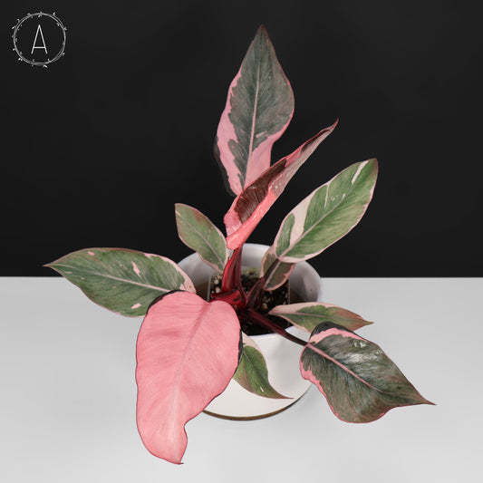 Philodendron Pink Princess Mutation