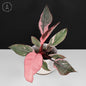 Philodendron Pink Princess Mutation