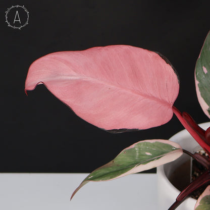 Philodendron Pink Princess Mutation