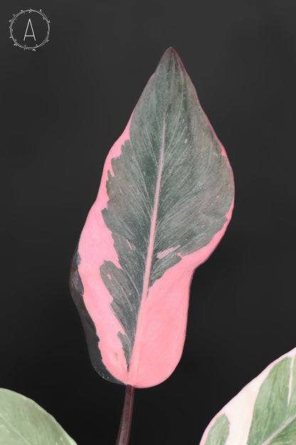 Philodendron Pink Princess Mutation