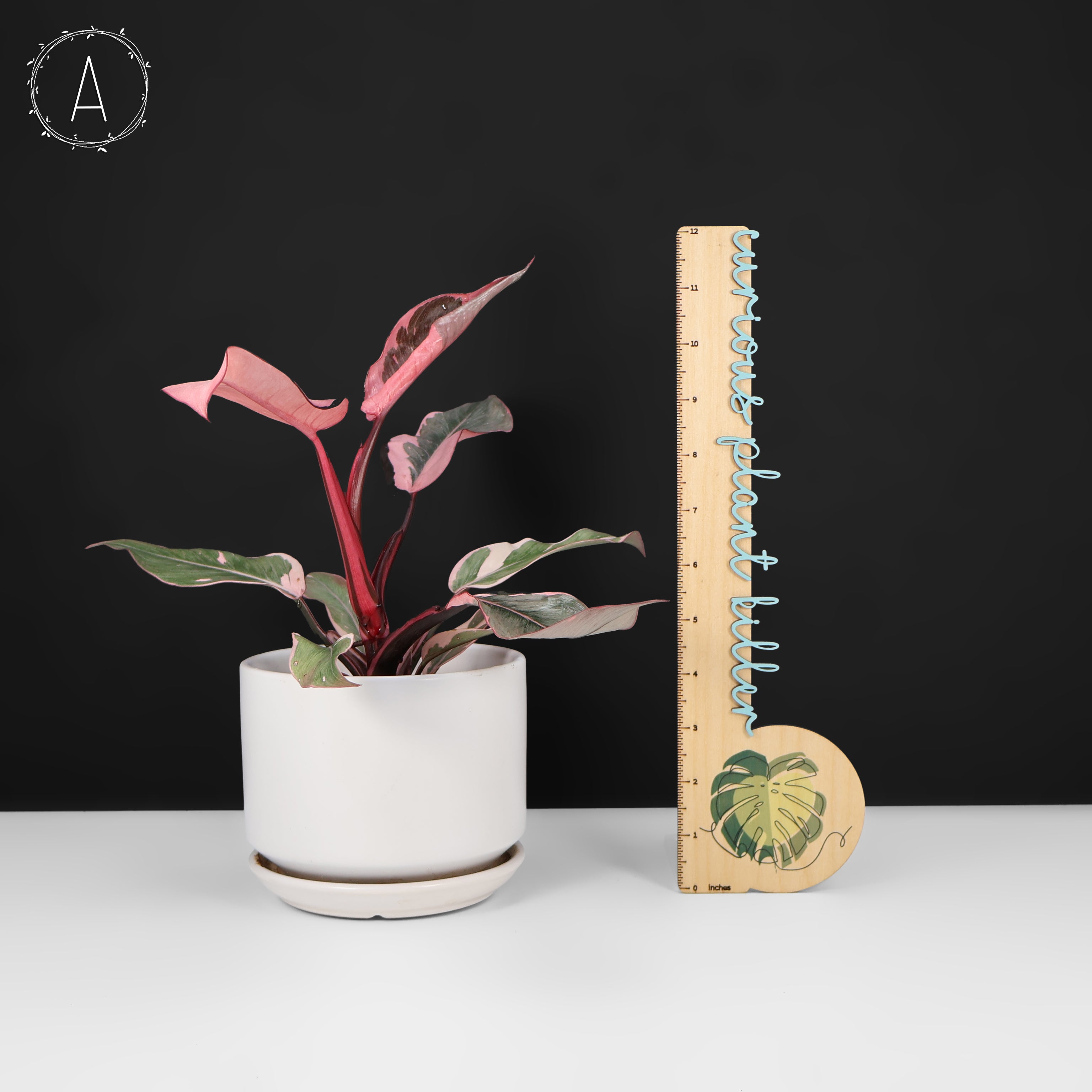 Philodendron Pink Princess Mutation – Curious Plant Killer