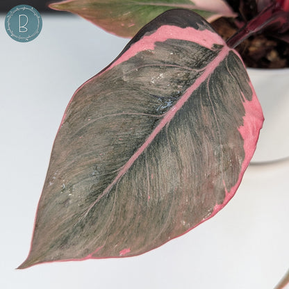 Philodendron Pink Princess Mutation