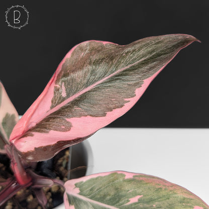 Philodendron Pink Princess Mutation