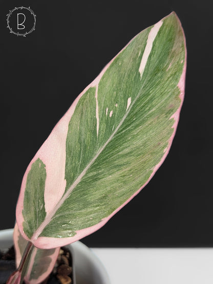 Philodendron Pink Princess Mutation