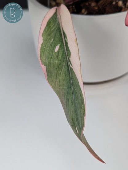 Philodendron Pink Princess Mutation