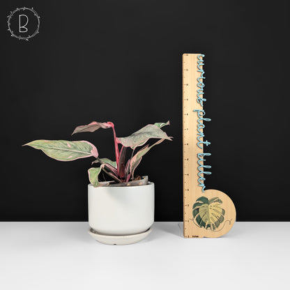 Philodendron Pink Princess Mutation
