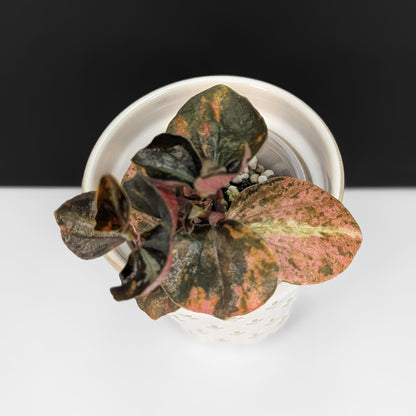 Peperomia Orange Metallica
