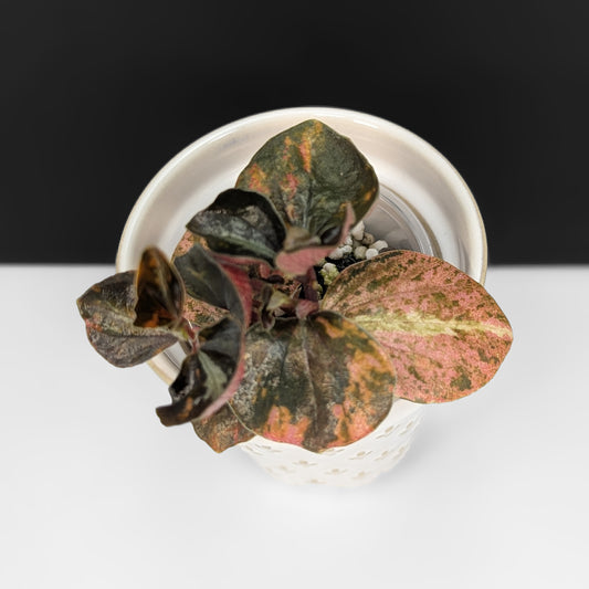 Peperomia Orange Metallica