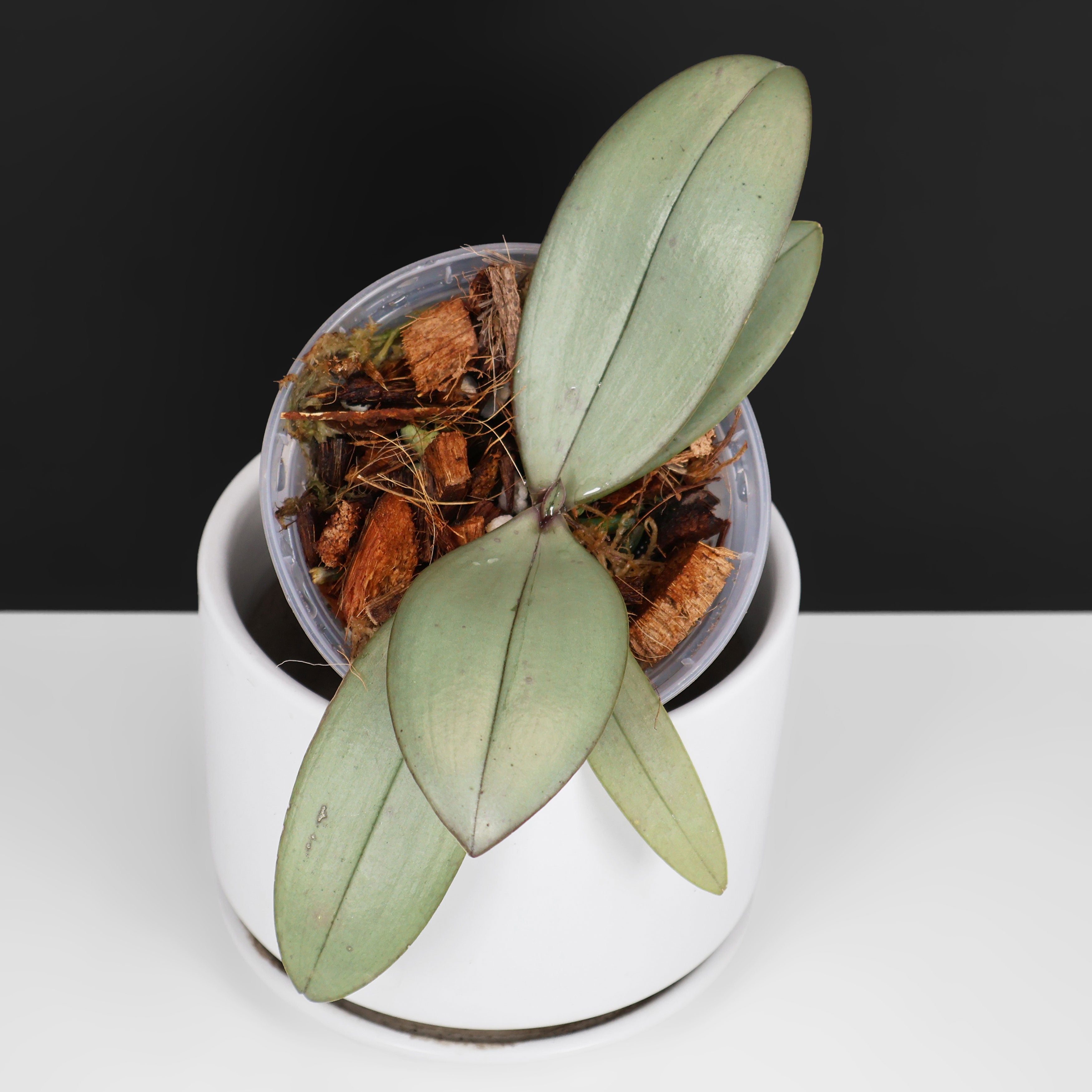 In-Stock – Curious Plant Killer
