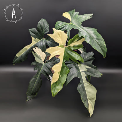 Philodendron Golden Dragon Variegated