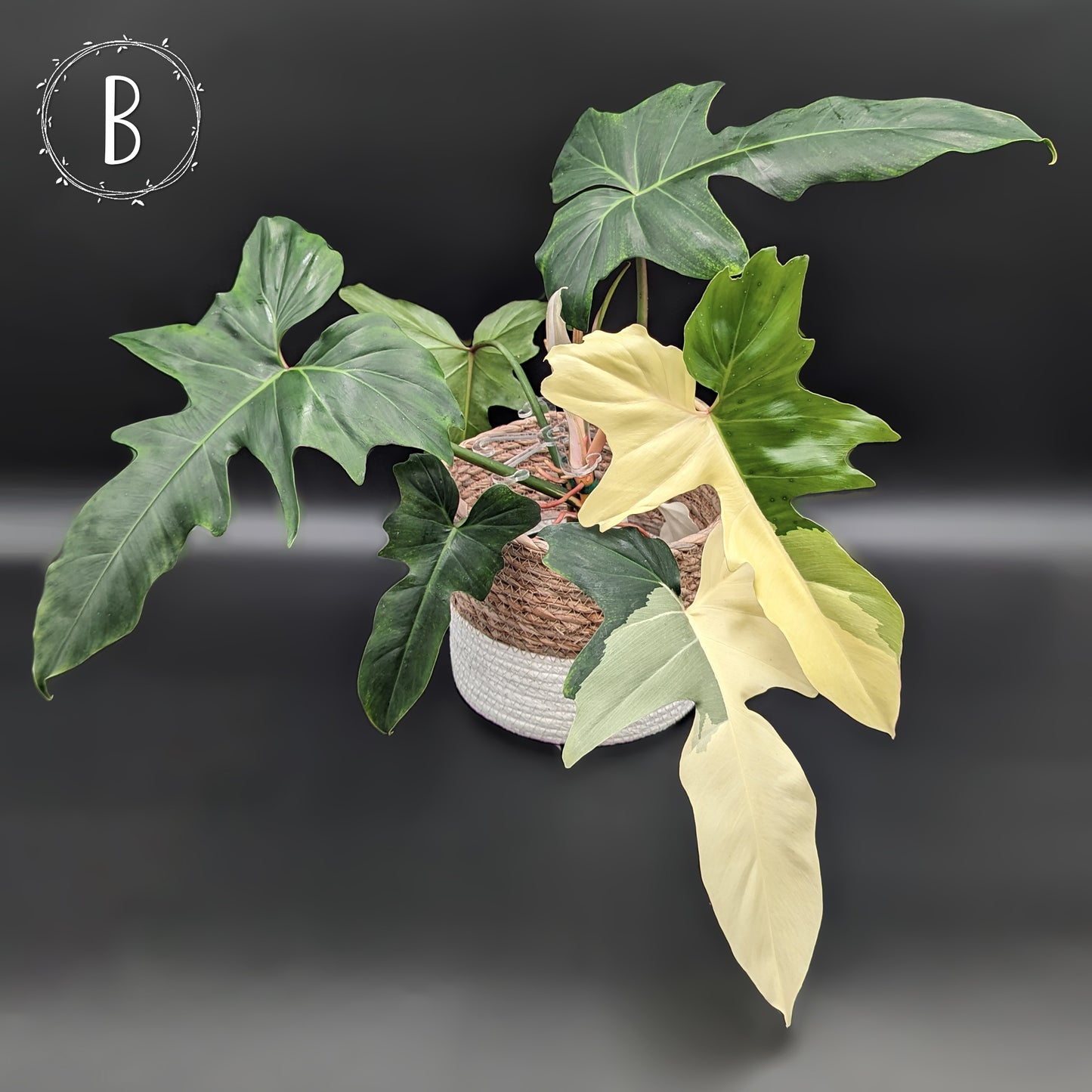 Philodendron Golden Dragon Variegated