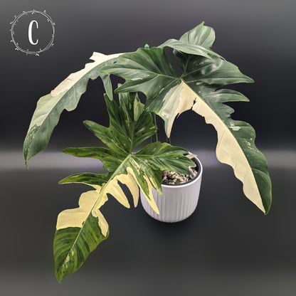 Philodendron Golden Dragon Variegated