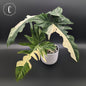 Philodendron Golden Dragon Variegated