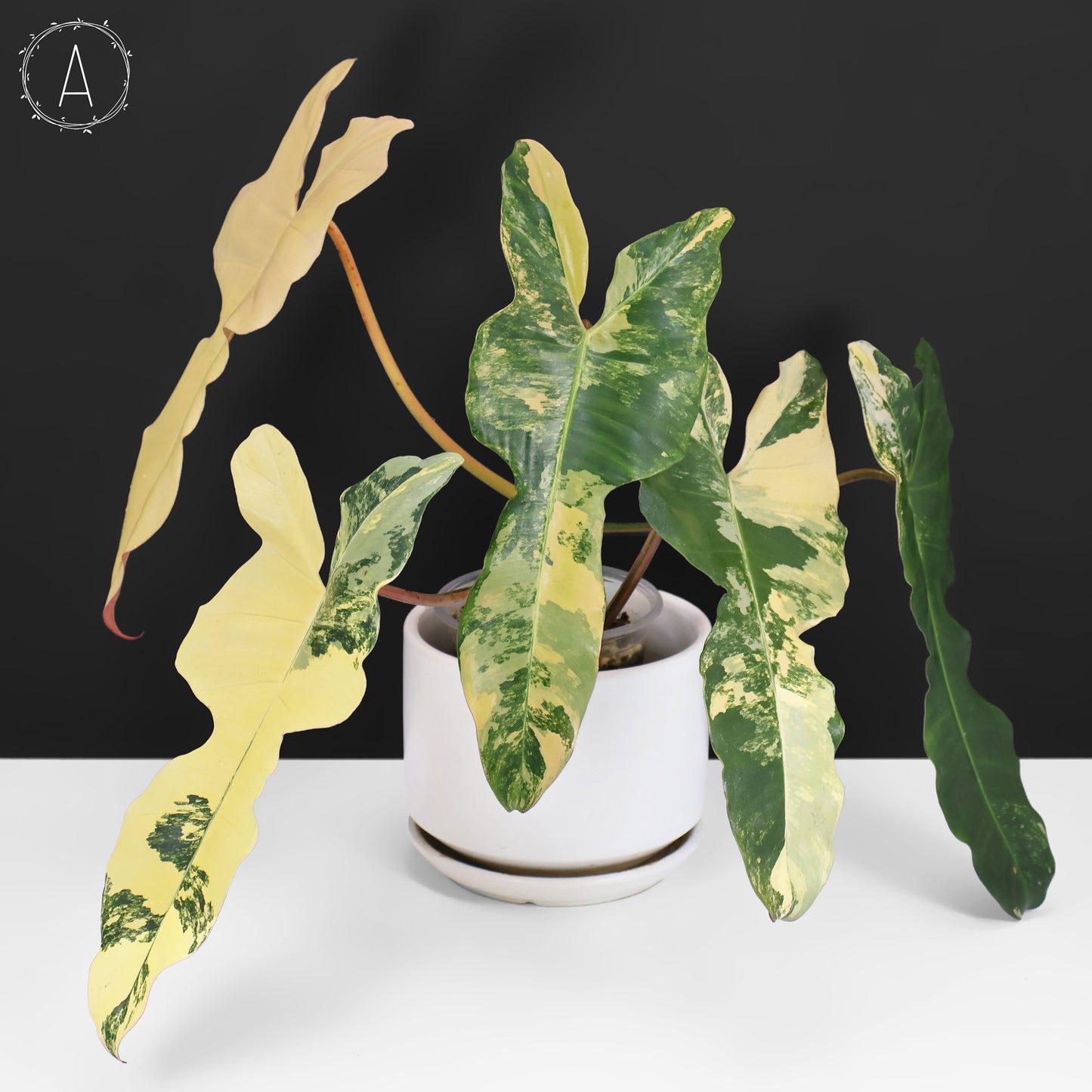 Philodendron Brown Beauty