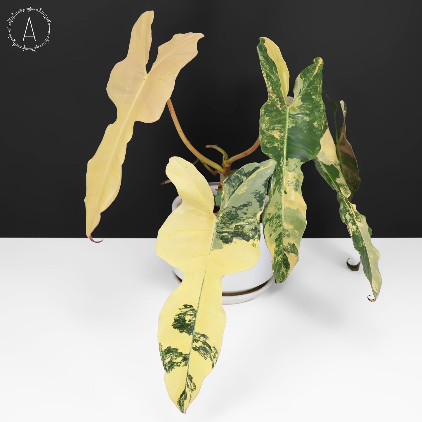 Philodendron Brown Beauty