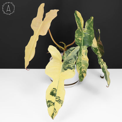 Philodendron Brown Beauty