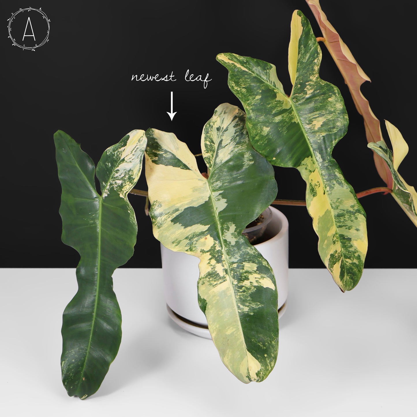 Philodendron Brown Beauty