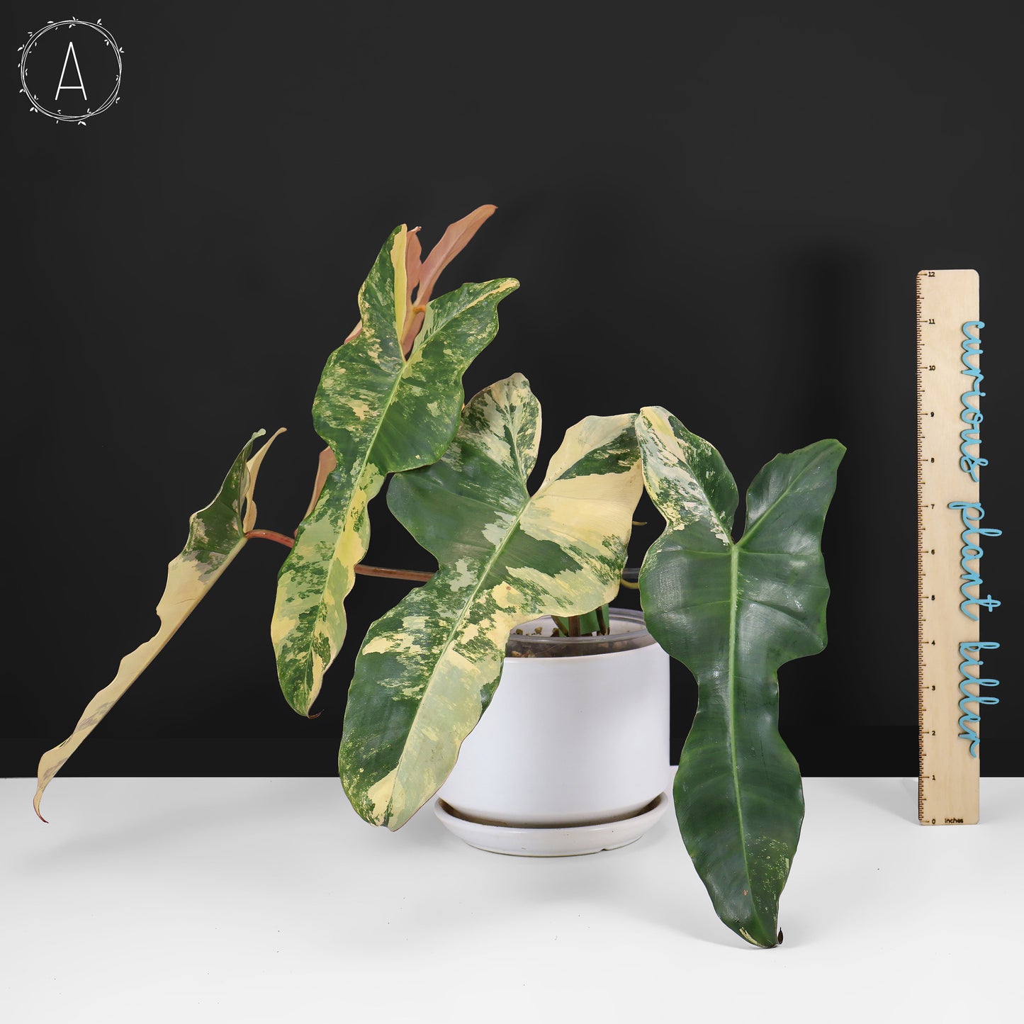 Philodendron Brown Beauty
