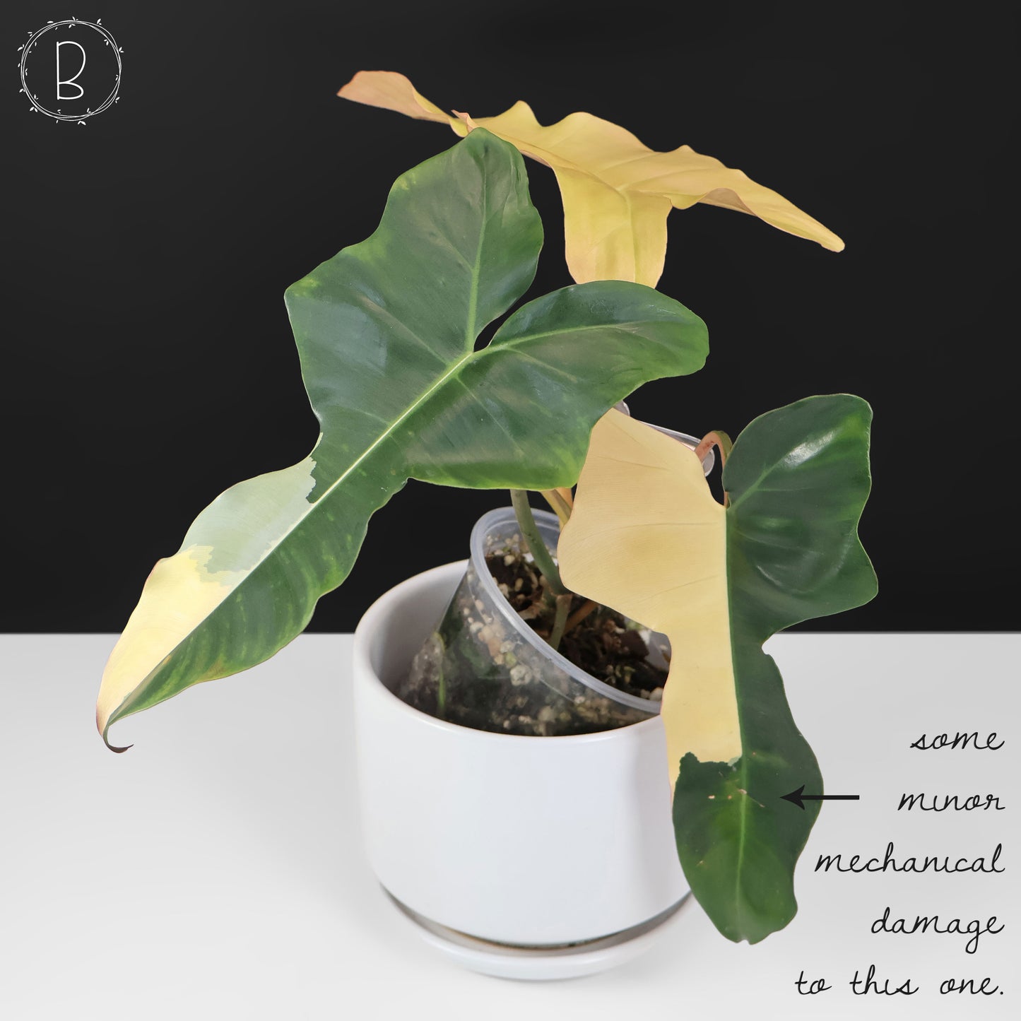 Philodendron Brown Beauty