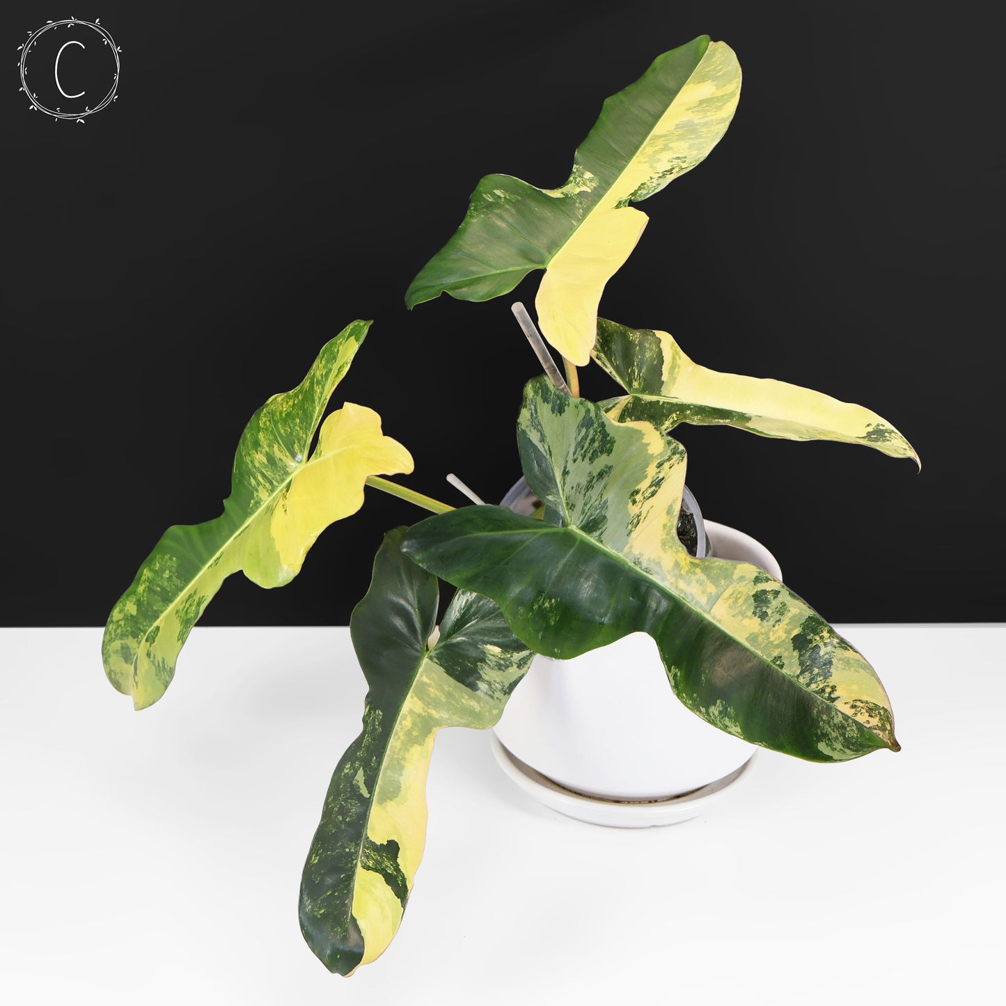 Philodendron Brown Beauty