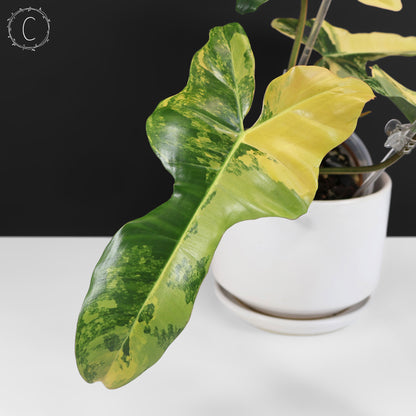 Philodendron Brown Beauty