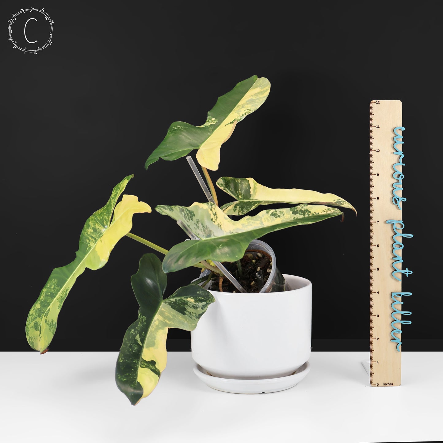 Philodendron Brown Beauty