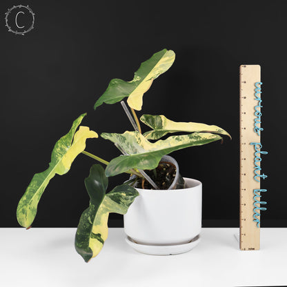 Philodendron Brown Beauty