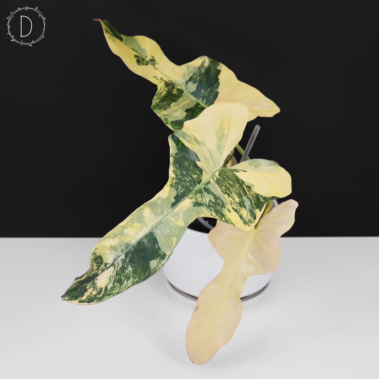 Philodendron Brown Beauty