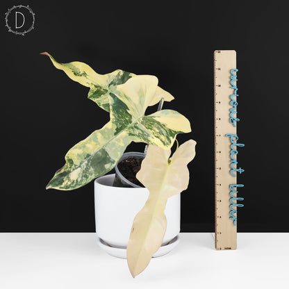 Philodendron Brown Beauty