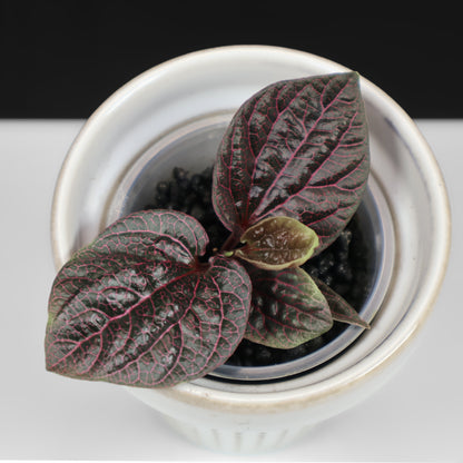 Piper Black Pink Sp. Borneo