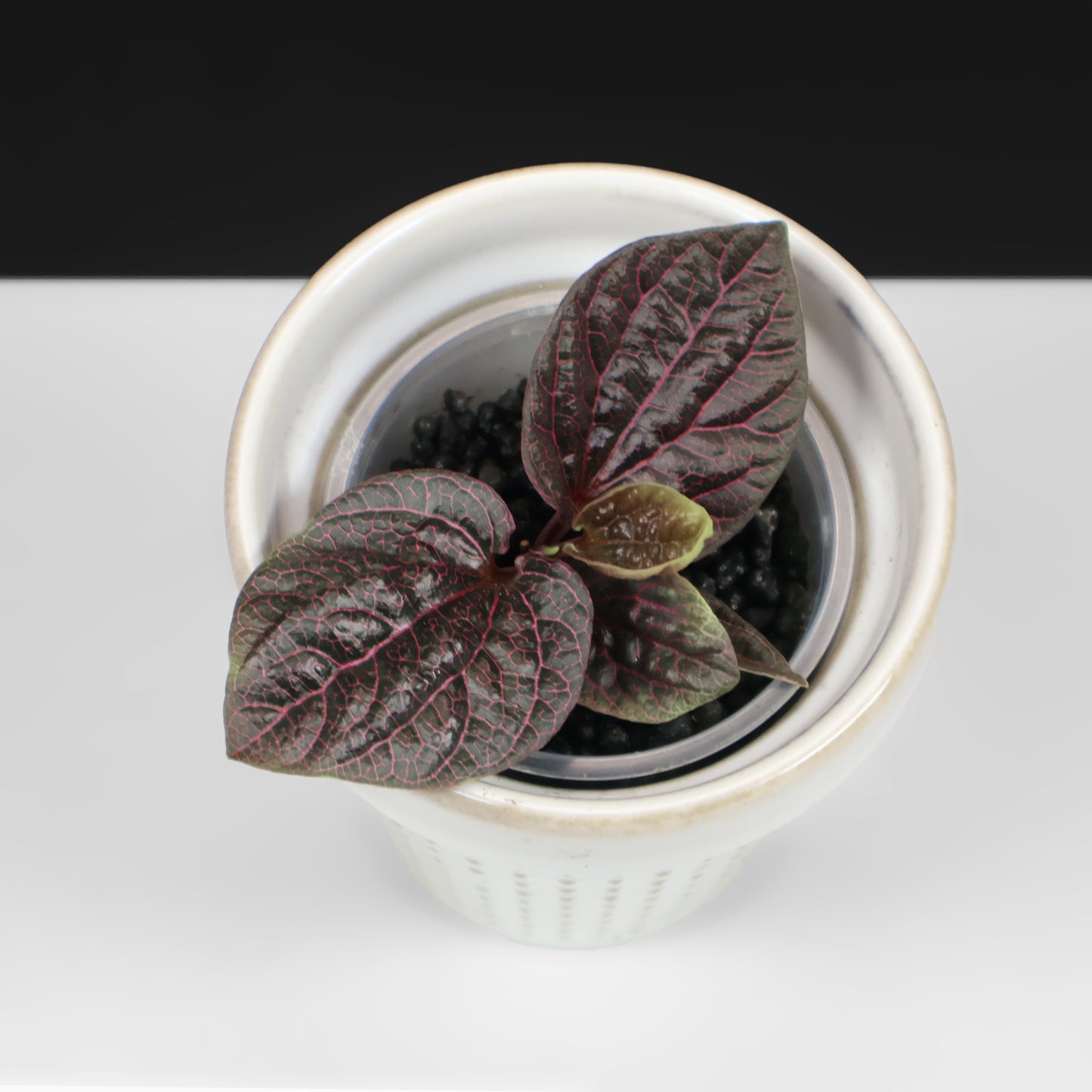 Piper Black Pink Sp. Borneo