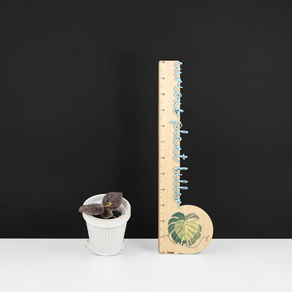 Piper Black Pink Sp. Borneo