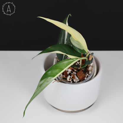 Rhaphidophora Lobbii Schott abigarrada