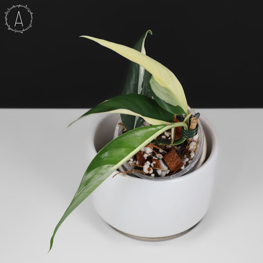 Rhaphidophora Lobbii Schott Variegated