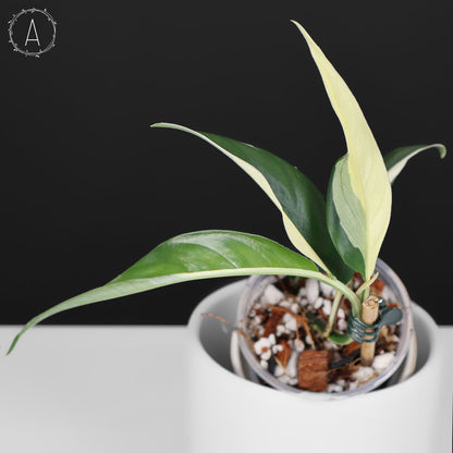 Rhaphidophora Lobbii Schott abigarrada