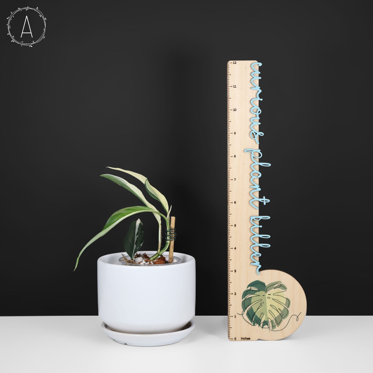 Rhaphidophora Lobbii Schott abigarrada