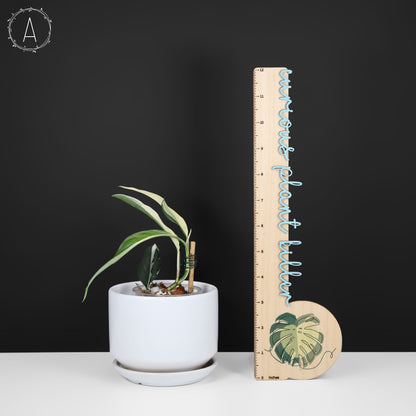 Rhaphidophora Lobbii Schott abigarrada