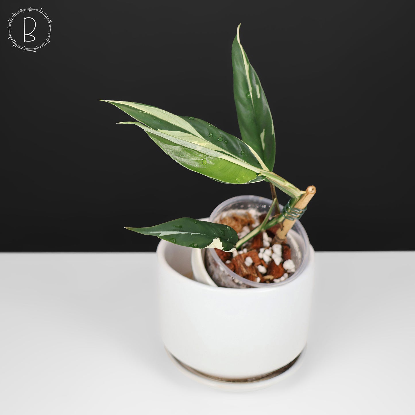 Rhaphidophora Lobbii Schott abigarrada