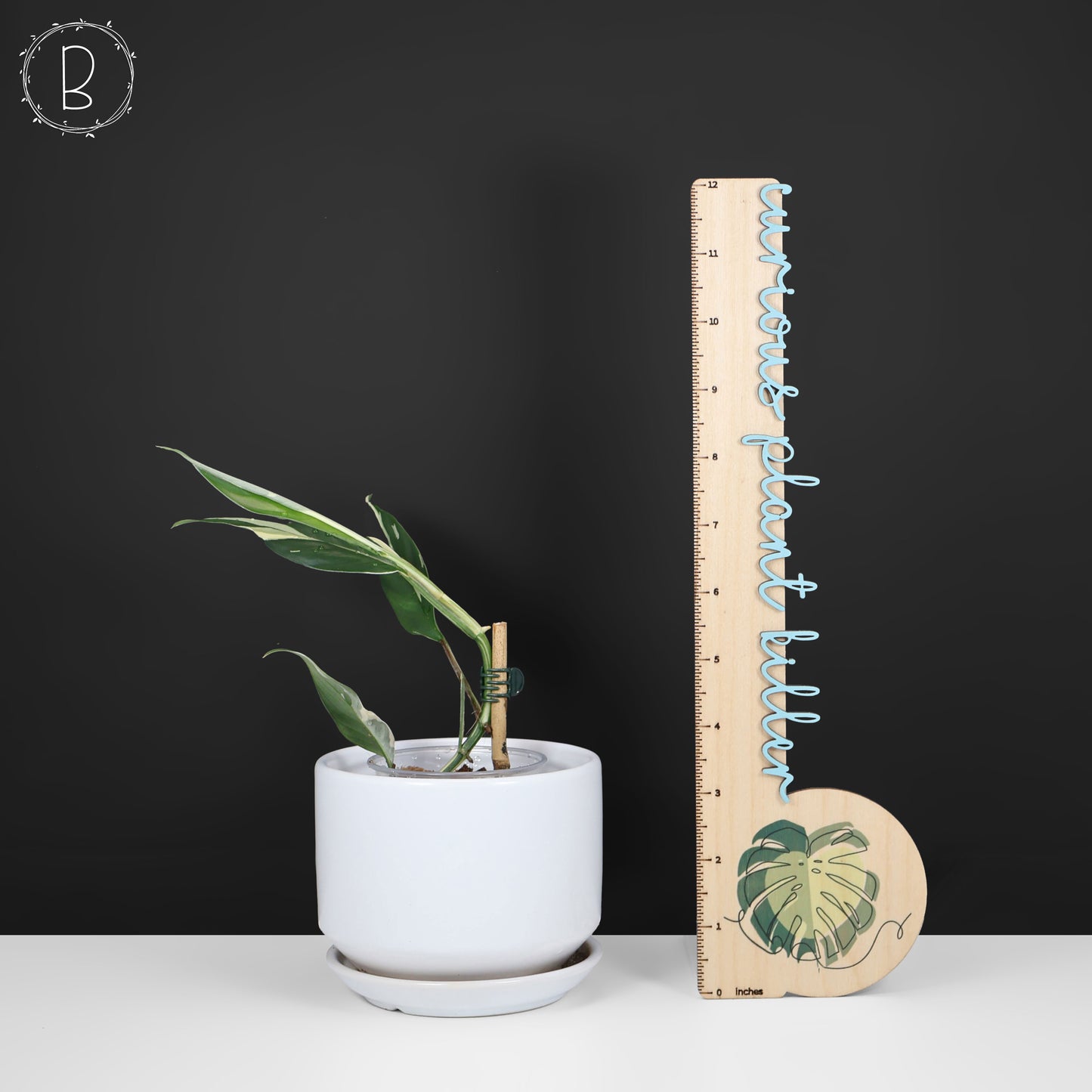 Rhaphidophora Lobbii Schott abigarrada