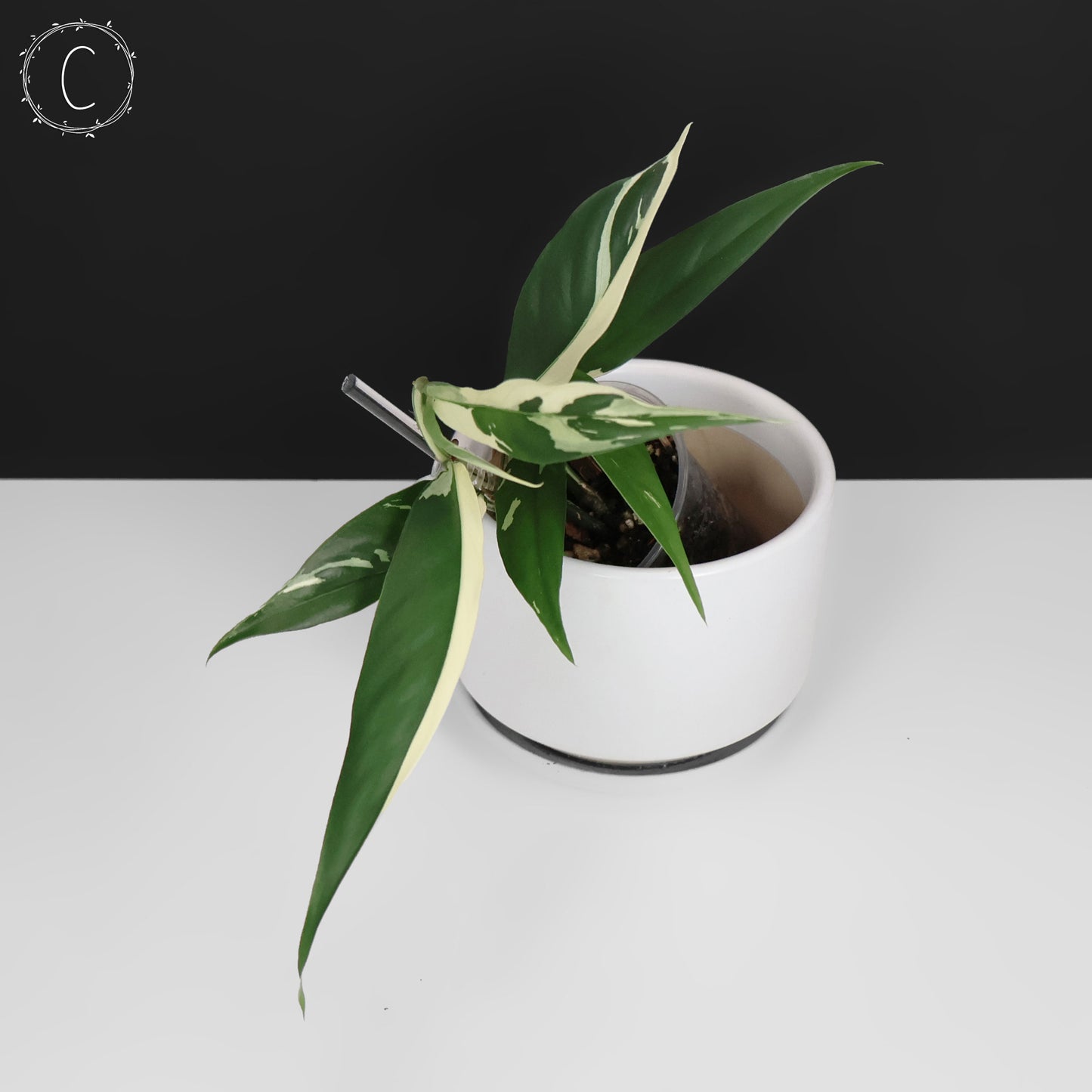 Rhaphidophora Lobbii Schott abigarrada