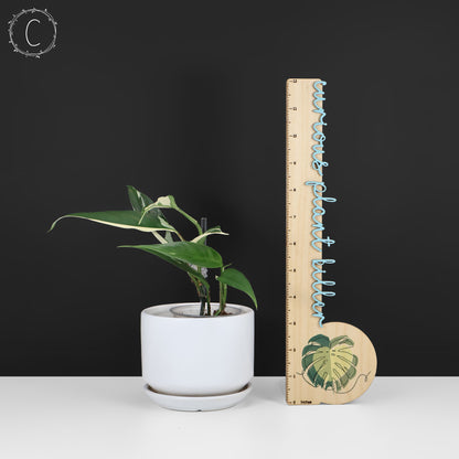 Rhaphidophora Lobbii Schott abigarrada