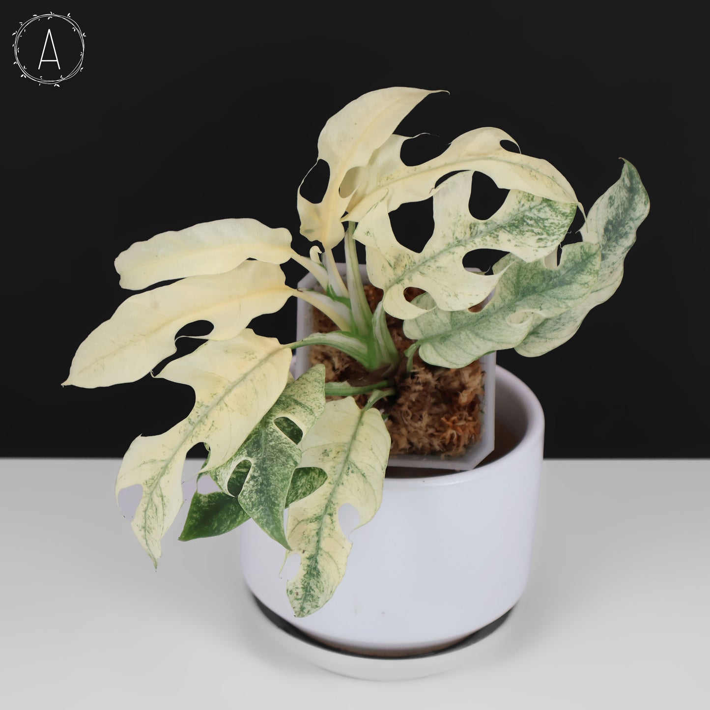 Rhaphidophora Tetrasperma Menta (Monstruo Blanco)