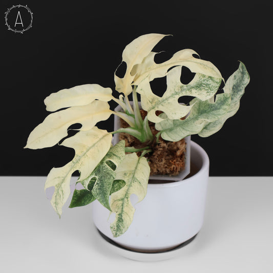 Rhaphidophora Tetrasperma Menta (Monstruo Blanco)