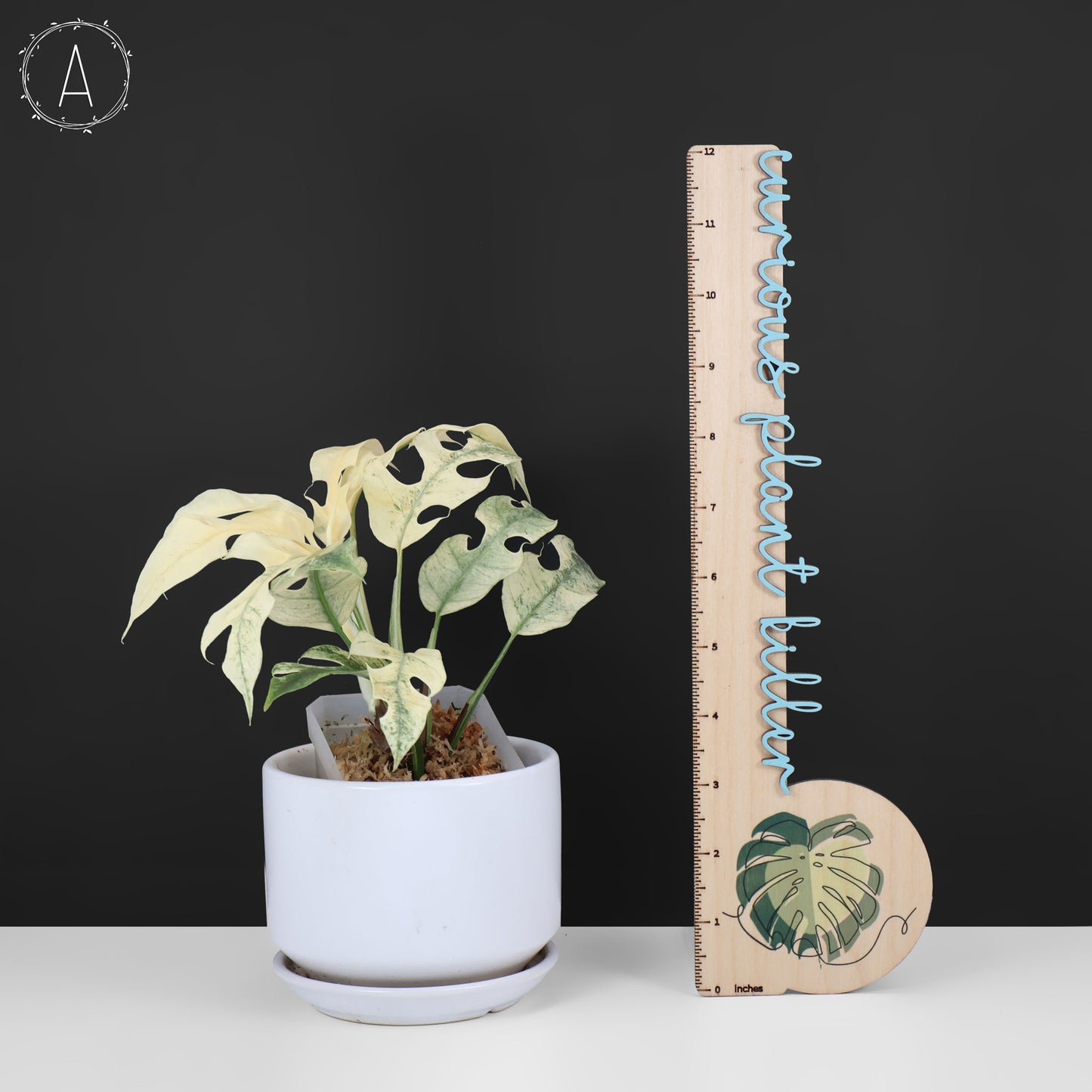 Rhaphidophora Tetrasperma Menta (Monstruo Blanco)