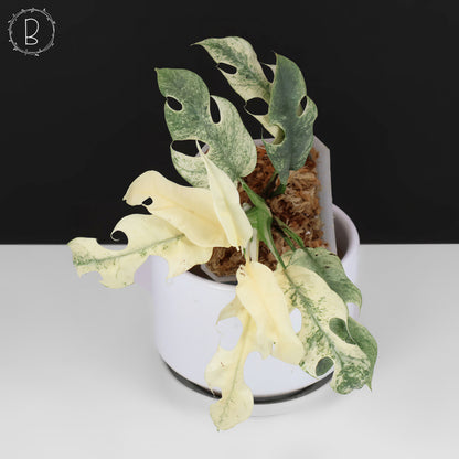 Rhaphidophora Tetrasperma Menta (Monstruo Blanco)