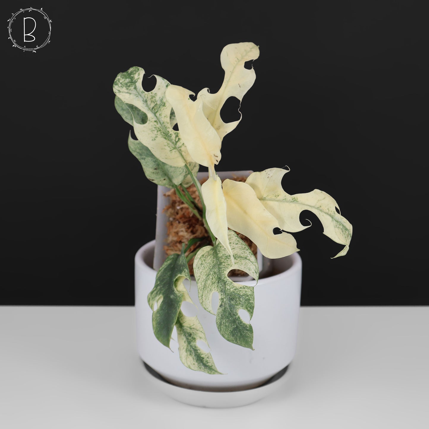 Rhaphidophora Tetrasperma Menta (Monstruo Blanco)