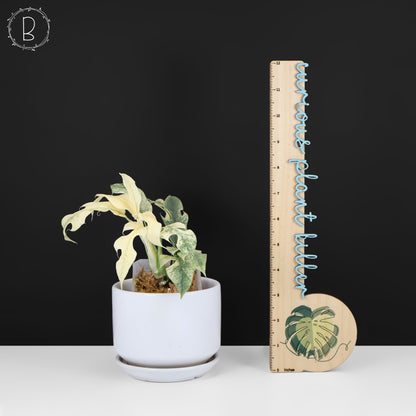 Rhaphidophora Tetrasperma Menta (Monstruo Blanco)