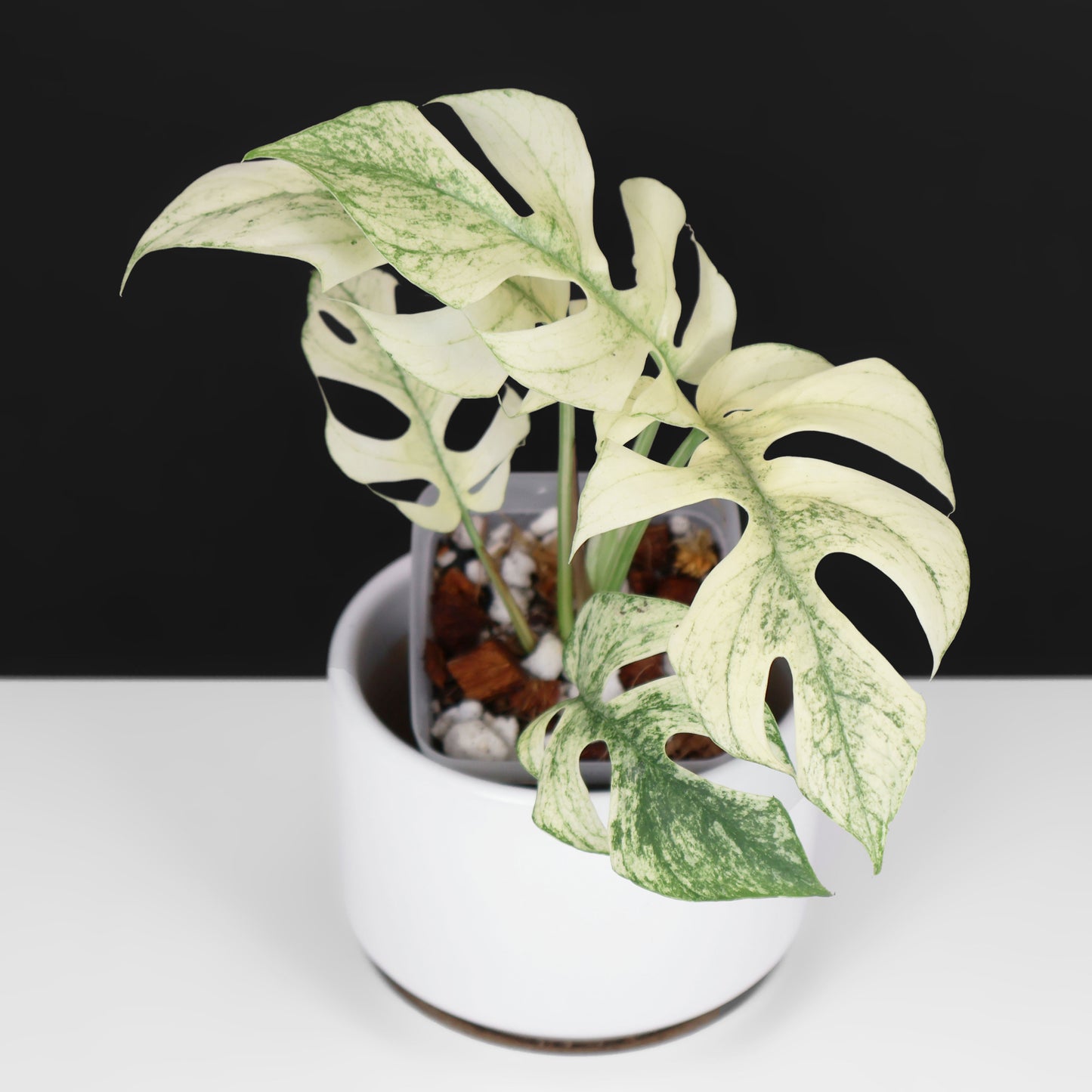 Rhaphidophora Tetrasperma Menthe (Monstre Blanc)