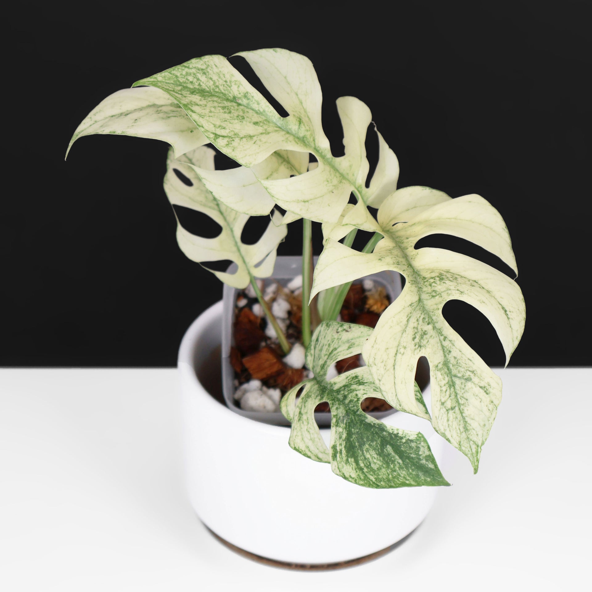 Rhaphidophora Tetrasperma Mint (White Monster) – Curious Plant Killer