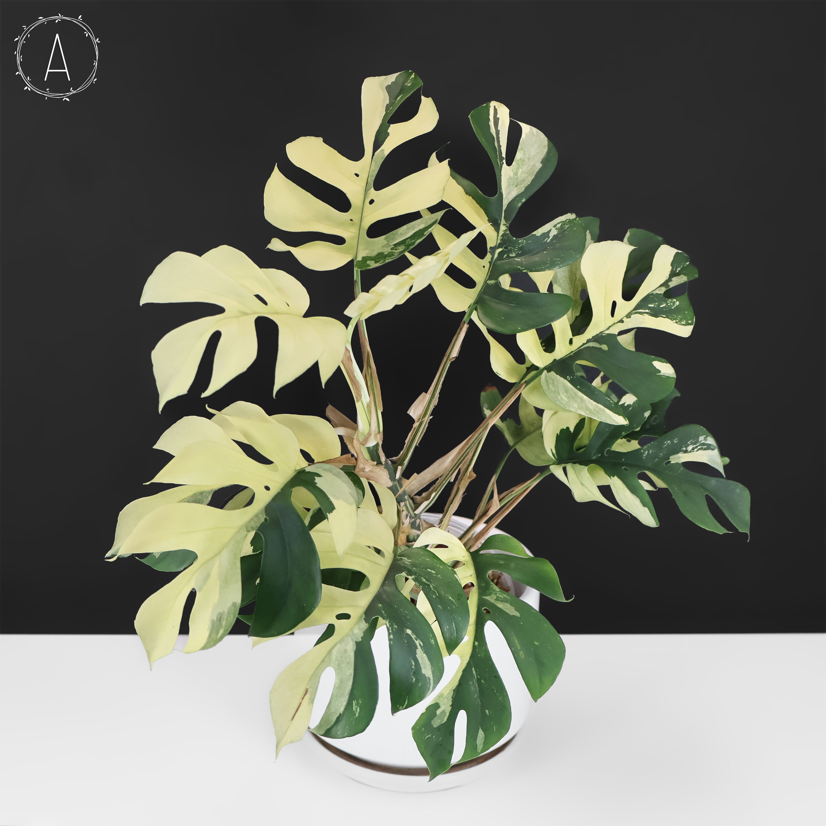 Rhaphidophora Tetrasperma Variegated – Curious Plant Killer